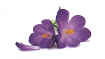 Nigel Goodwin Funeral Directors logo