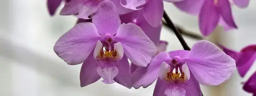 Orchids Care logo