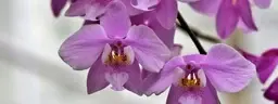 Orchids Care logo